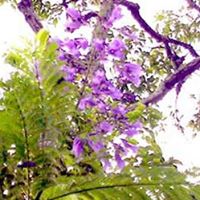 Tuyet Trinh Photo 15
