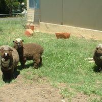 Helen Jewell Photo 14