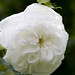 Rose Francois Photo 13