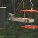 Kent Chestnut Photo 7