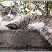 Deborah Beeler Photo 15