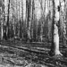 Gerald Burns Photo 25