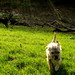 Patsy Light Photo 11