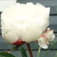 Patricia Tobin Photo 5