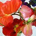Donna Blume Photo 8