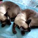 Ling Lu Photo 12
