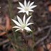 Lindsay Bush Photo 26