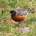 Robin Snider Photo 7
