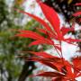 Shu Wu Photo 26