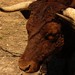 Vernon Horn Photo 12