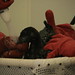 Cheryl Reynolds Photo 16