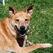 Joy Wright Photo 8