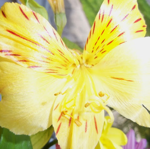 Connie Young Photo 28