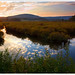 Virginia Marsh Photo 23