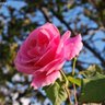 Linna Li Photo 16