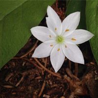 Susan Bellis Photo 16
