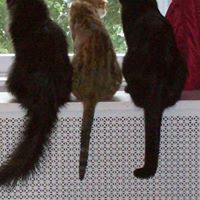 Robin Sommers Photo 22