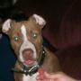 Tracy Steele Photo 5