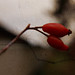 Bette Lang Photo 10