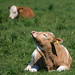 Roger Cheek Photo 10