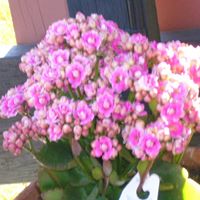 Colleen Bartley Photo 8