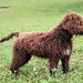 Christopher Breeding Photo 6