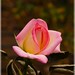 Luz Castillo Photo 25