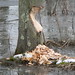Virginia Beaver Photo 19
