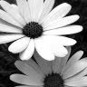 Edith Brown Photo 25