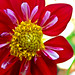 Katrina Flowers Photo 35