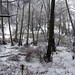 Leighton Wood Photo 8