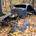 Bruce Leaf Photo 19