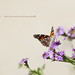 Vanessa Sharp Photo 27