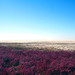 Heather Weed Photo 18