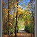 Sharon Wood Photo 21