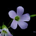Wanda Noble Photo 10