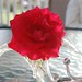 Suzanne Connors Photo 21