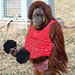 Richard Simmons Photo 17