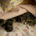 Fred Wildman Photo 7
