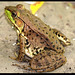 Don Green Photo 11