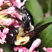 Rose Carpenter Photo 24