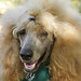 Dianne Gray Photo 29
