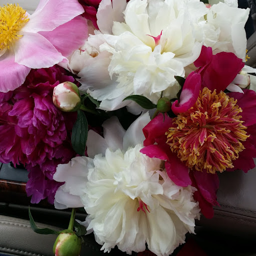 Ann Rogers Photo 14