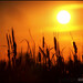 Terra Reed Photo 24