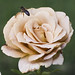 Dennis Cornell Photo 18