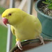 Judy Parrot Photo 4