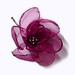 Ruby Cherry Photo 4