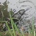 David Goings Photo 13