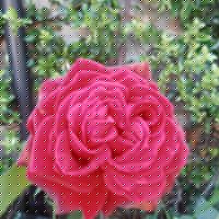 Mary Knowles Photo 28