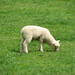 Jonathon Lamb Photo 7